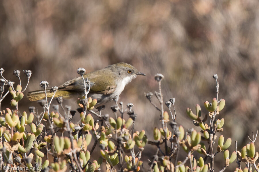 Karoo Eremomelaadult