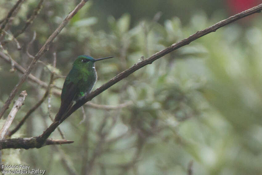 Black-thighed Pufflegadult