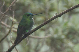 Black-thighed Puffleg