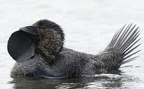 Musk Duck