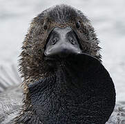 Musk Duck