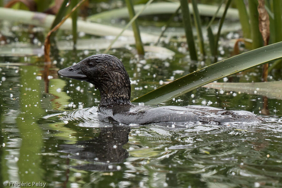 Musk Duck female