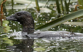 Musk Duck