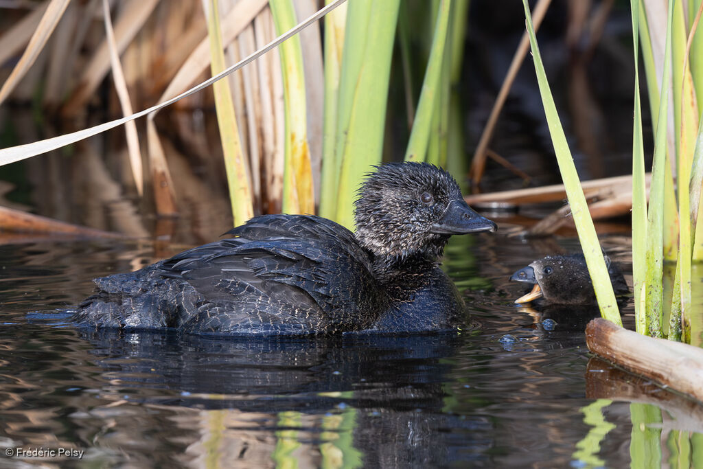 Musk Duck