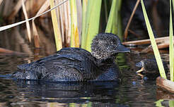 Érismature à barbillons