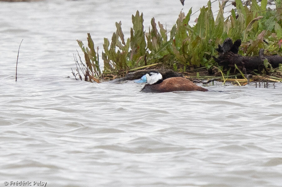 White-headed Duck male