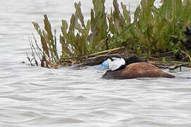 White-headed Duck