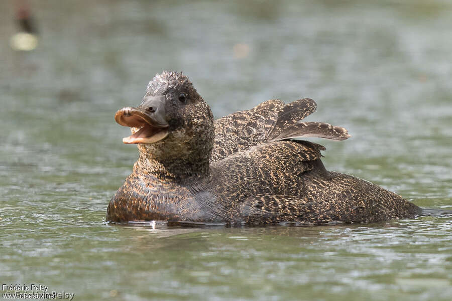 Blue-billed Duck female adult, Behaviour