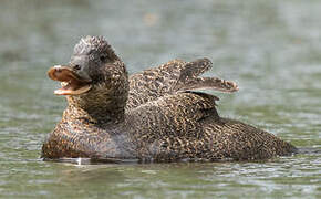 Blue-billed Duck