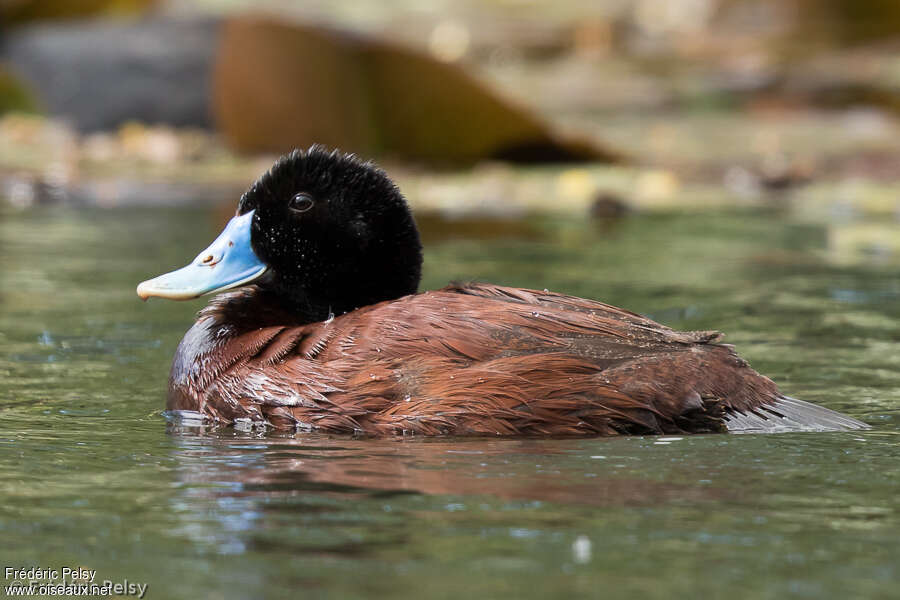 Blue-billed Duck male adult breeding, close-up portrait