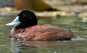 Blue-billed Duck