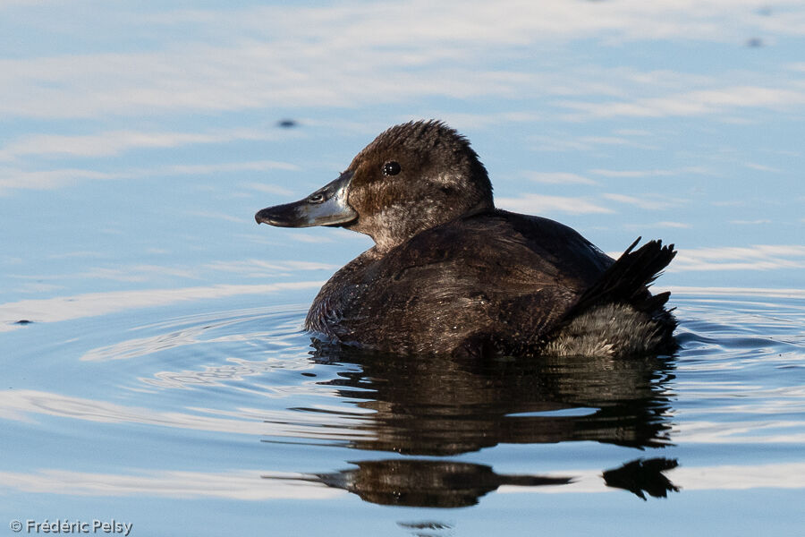 Andean Duck