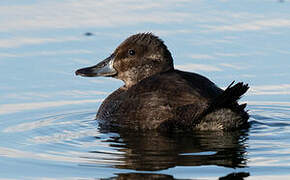 Andean Duck