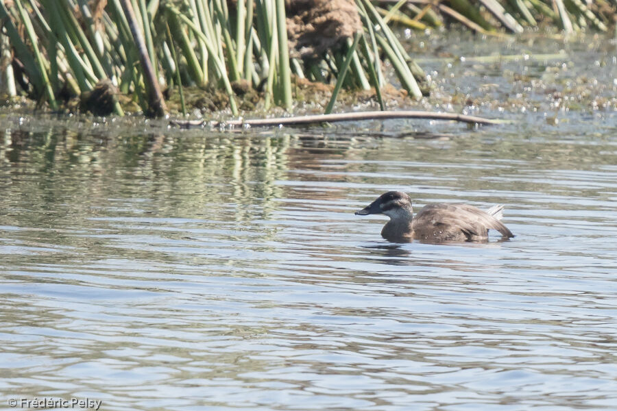 Maccoa Duck