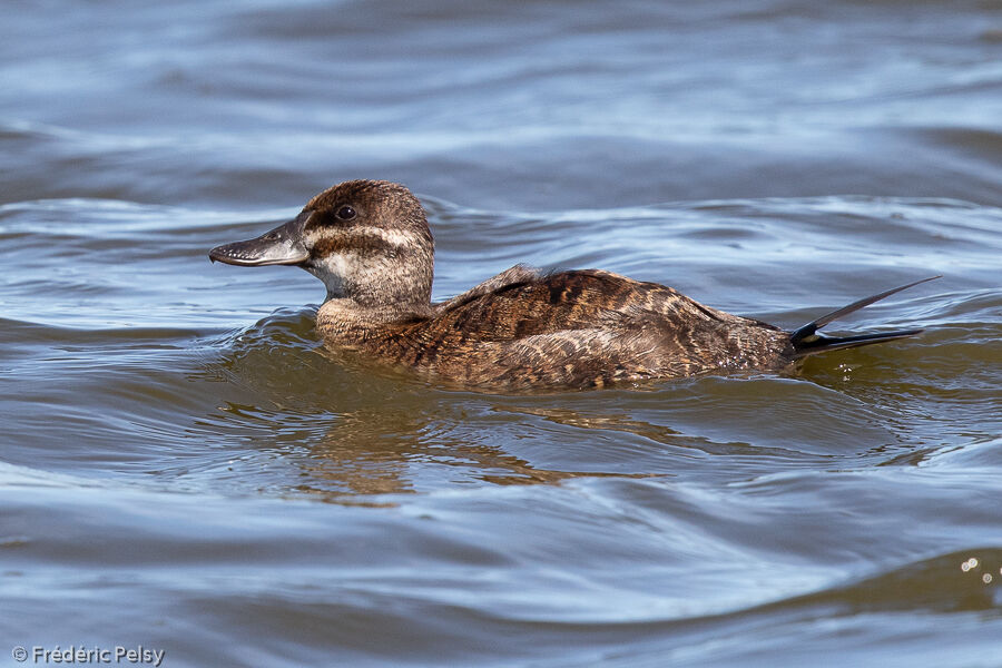 Lake Duck female