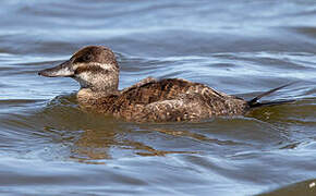 Lake Duck