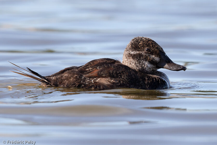 Lake Duck male immature