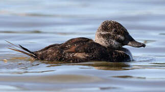 Lake Duck