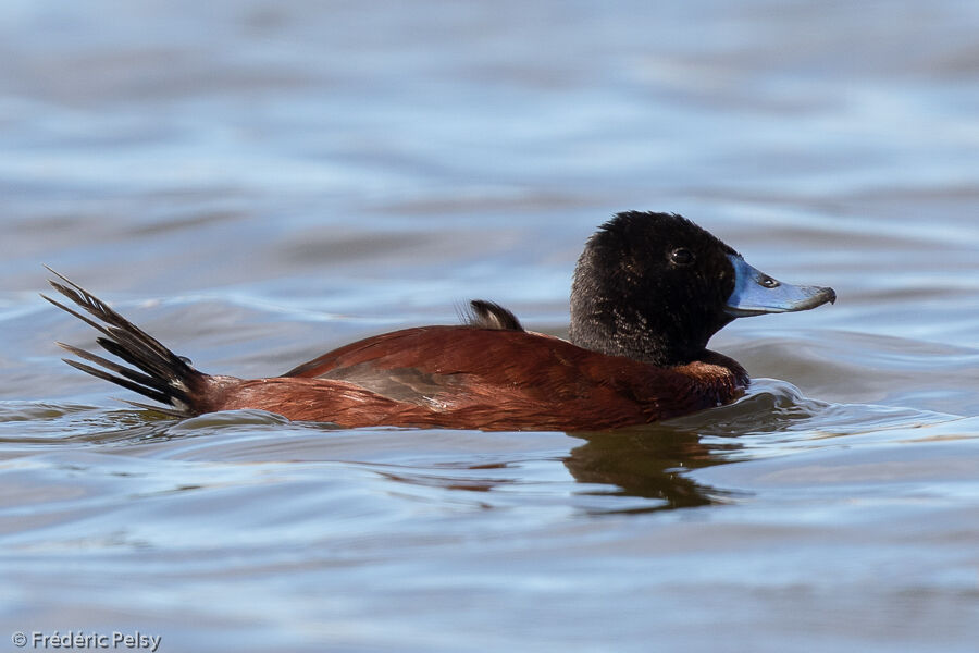 Lake Duck male