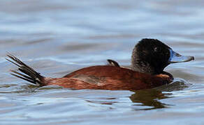 Lake Duck