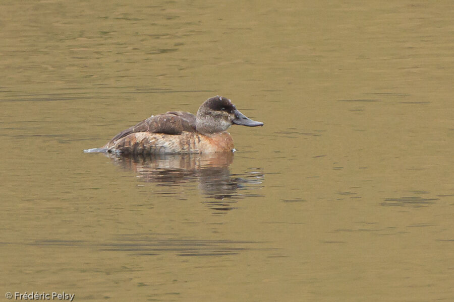 Ruddy Duck