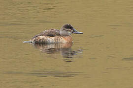 Ruddy Duck