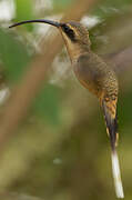 Long-billed Hermit