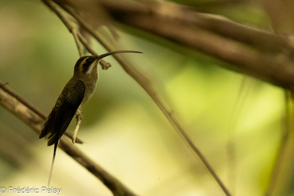 Long-billed Hermit