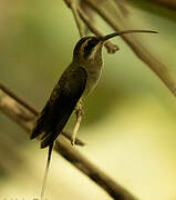 Long-billed Hermit