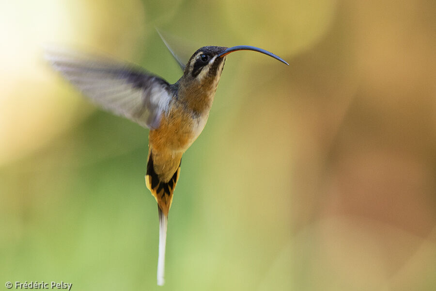 Tawny-bellied Hermit, Flight