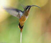 Tawny-bellied Hermit