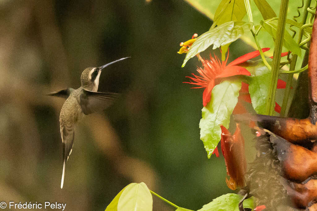 Pale-bellied Hermit