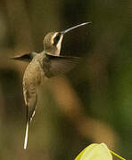 Pale-bellied Hermit