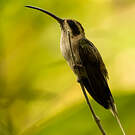 Ermite anthophile
