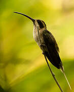 Pale-bellied Hermit