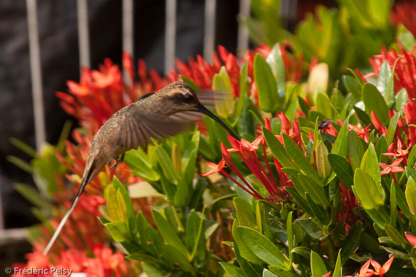 Planalto Hermit