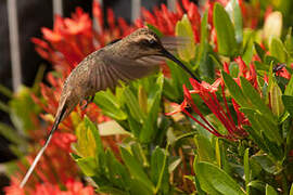 Planalto Hermit