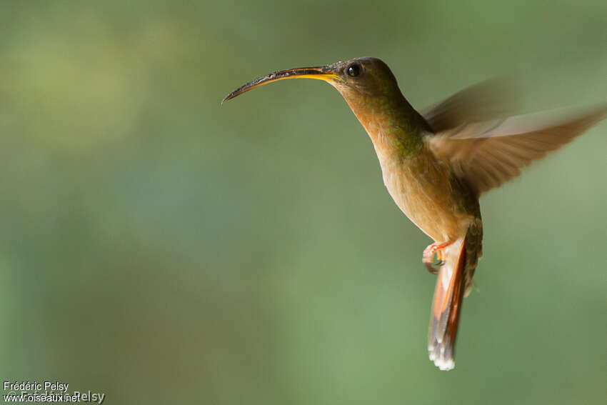 Rufous-breasted Hermitadult, pigmentation, Flight