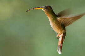 Rufous-breasted Hermit