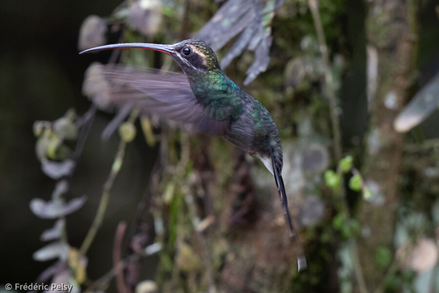 White-whiskered Hermit