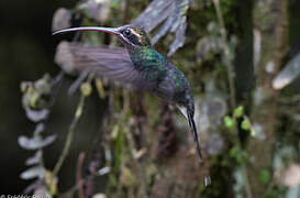 White-whiskered Hermit