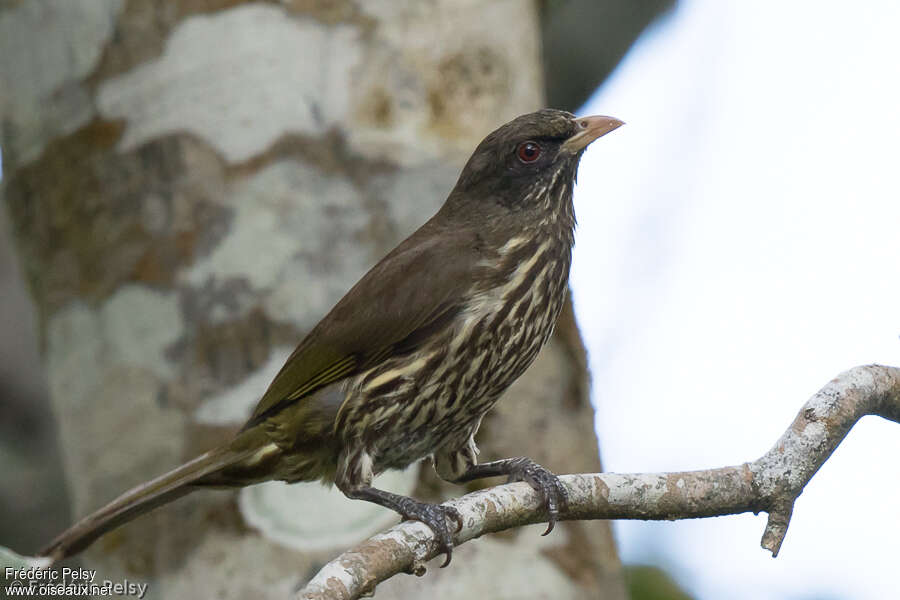 Esclave palmiste, identification