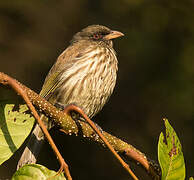 Palmchat