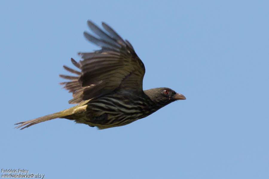 Palmchatadult, Flight