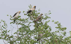 Wattled Starling