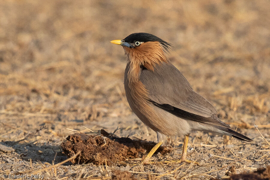 Brahminy Starling