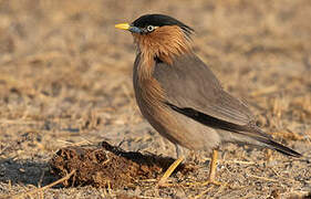 Brahminy Starling