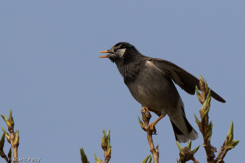 White-cheeked Starling male adult