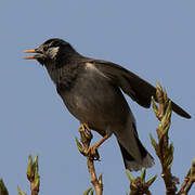 White-cheeked Starling