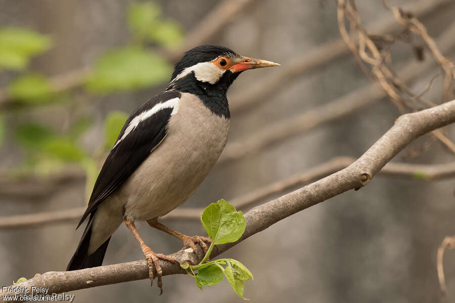 Pied Mynaadult, identification